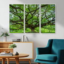Angel Oak Tree Wall Art Canvas Print – Framed Majestic