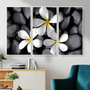 Plumeria Frangipani Black Stone Canvas | White Flower Spa by MyGreatCanvas | Canvas Wall Art Prints | Photo Prints & Wall Decor