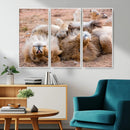 Lion Pair Wall Art Canvas Print – Framed Wildlife Scene with