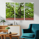 Framed Angel Oak Tree Wall Art - 3-Panel Canvas Prints,