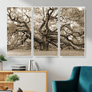 Sepia Framed Angel Oak Tree Wall Art - 3-Panel Canvas