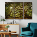Ancient Angel Oak Tree Art Sunburst Canvas Print-