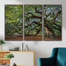 Historic Tree Wall Art – Framed Mossy Branch Canvas Artwork, by MyGreatCanvas | Canvas Wall Art Prints | Photo Prints & Wall Decor