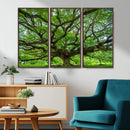 Ancient Tree Wall Art Canvas Print, Framed Sprawling by MyGreatCanvas | Canvas Wall Art Prints | Photo Prints & Wall Decor