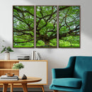 Angel Oak Tree Wall Art Canvas Print – Framed Majestic