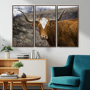 Texas Longhorn Canvas Wall Art - Longhorn Steer Canvas Wall