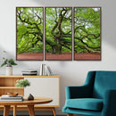 Framed Angel Oak Tree Wall Art - 3-Panel Canvas Prints,