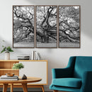 Black White Angel Oak Tree Wall Art - Timeless