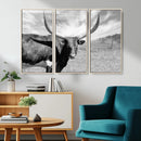 Cattle Wall Art Longhorn Cow Canvas Print