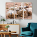 Lion Pair Wall Art Canvas Print – Framed Wildlife Scene with