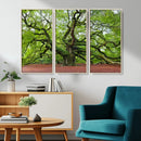 Framed Angel Oak Tree Wall Art - 3-Panel Canvas Prints,