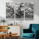 Black White Angel Oak Tree Wall Art - Timeless
