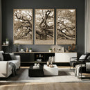 Sepia Framed Angel Oak Tree Wall Art - 3-Panel Canvas