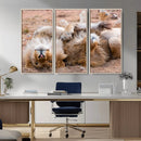 Lion Pair Wall Art Canvas Print – Framed Wildlife Scene with