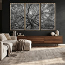 Majestic Angel Oak Tree Black and White Canvas Print – Multi