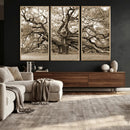 Sepia Framed Angel Oak Tree Wall Art - 3-Panel Canvas