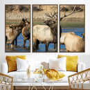 Wild Elk Wall Art Canvas Print – Framed Neutral Wildlife