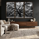 Black and White Old Angel Oak Tree Wall Art Canvas Print
