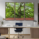 Framed Angel Oak Tree Wall Art - 3-Panel Canvas Prints,
