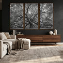 Majestic Angel Oak Tree Black and White Canvas Print – Multi by MyGreatCanvas | Canvas Wall Art Prints | Photo Prints & Wall Decor