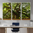 Angel Oak Tree Wall Art Canvas Print | Forest Tree Nature