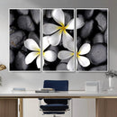 Plumeria Frangipani Black Stone Canvas | White Flower Spa by MyGreatCanvas | Canvas Wall Art Prints | Photo Prints & Wall Decor