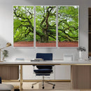 Framed Angel Oak Tree Wall Art - 3-Panel Canvas Prints,