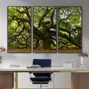 Angel Oak Tree Wall Art Canvas Print | Forest Tree Nature