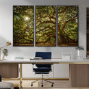 Ancient Angel Oak Tree Art Sunburst Canvas Print-