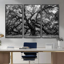 Black and White Old Angel Oak Tree Wall Art Canvas Print