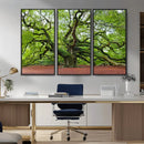 Framed Angel Oak Tree Wall Art - 3-Panel Canvas Prints,