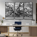 Black White Angel Oak Tree Wall Art - Timeless