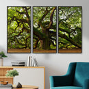 Angel Oak Tree Wall Art Canvas Print | Forest Tree Nature