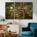 Ancient Angel Oak Tree Art Sunburst Canvas Print-