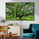 Ancient Tree Wall Art Canvas Print, Framed Sprawling by MyGreatCanvas | Canvas Wall Art Prints | Photo Prints & Wall Decor