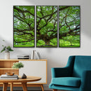 Angel Oak Tree Wall Art Canvas Print – Framed Majestic