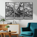 Black White Angel Oak Tree Wall Art - Timeless