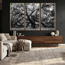 Black and White Old Angel Oak Tree Wall Art Canvas Print
