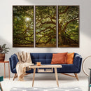 Ancient Angel Oak Tree Art Sunburst Canvas Print-