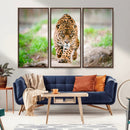 Leopard on the Prowl - Stunning Large Framed Leopard Wall