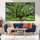 Ancient Tree Wall Art Canvas Print, Framed Sprawling by MyGreatCanvas | Canvas Wall Art Prints | Photo Prints & Wall Decor