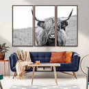 Newfoundland Cow Art Wall Art, Black White Cow Art Wall Art