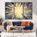 Tree and Sunshine Canvas Print