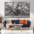 Black White Angel Oak Tree Wall Art - Timeless