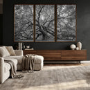 Majestic Angel Oak Tree Black and White Canvas Print – Multi by MyGreatCanvas | Canvas Wall Art Prints | Photo Prints & Wall Decor