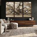 Sepia Framed Angel Oak Tree Wall Art - 3-Panel Canvas