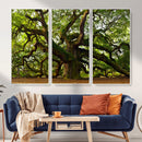 Angel Oak Tree Wall Art Canvas Print | Forest Tree Nature