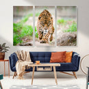 Leopard on the Prowl - Stunning Large Framed Leopard Wall by MyGreatCanvas | Canvas Wall Art Prints | Photo Prints & Wall Decor