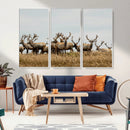 Elk Herd Wall Art Canvas Print – Framed Wildlife Photography