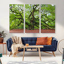 Framed Angel Oak Tree Wall Art - 3-Panel Canvas Prints,